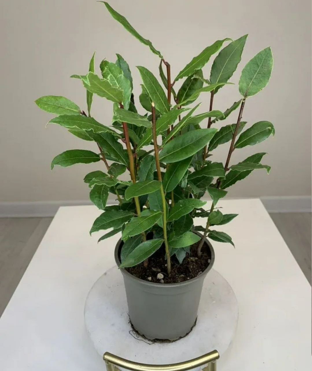 Купить растение Лавр