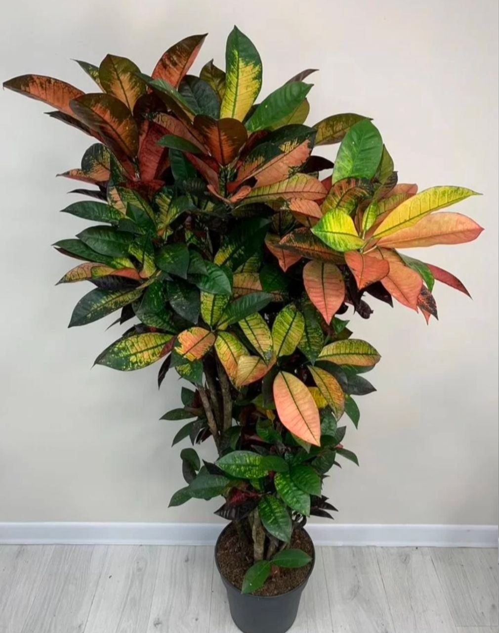 Купить Кротон Миссис Айстон