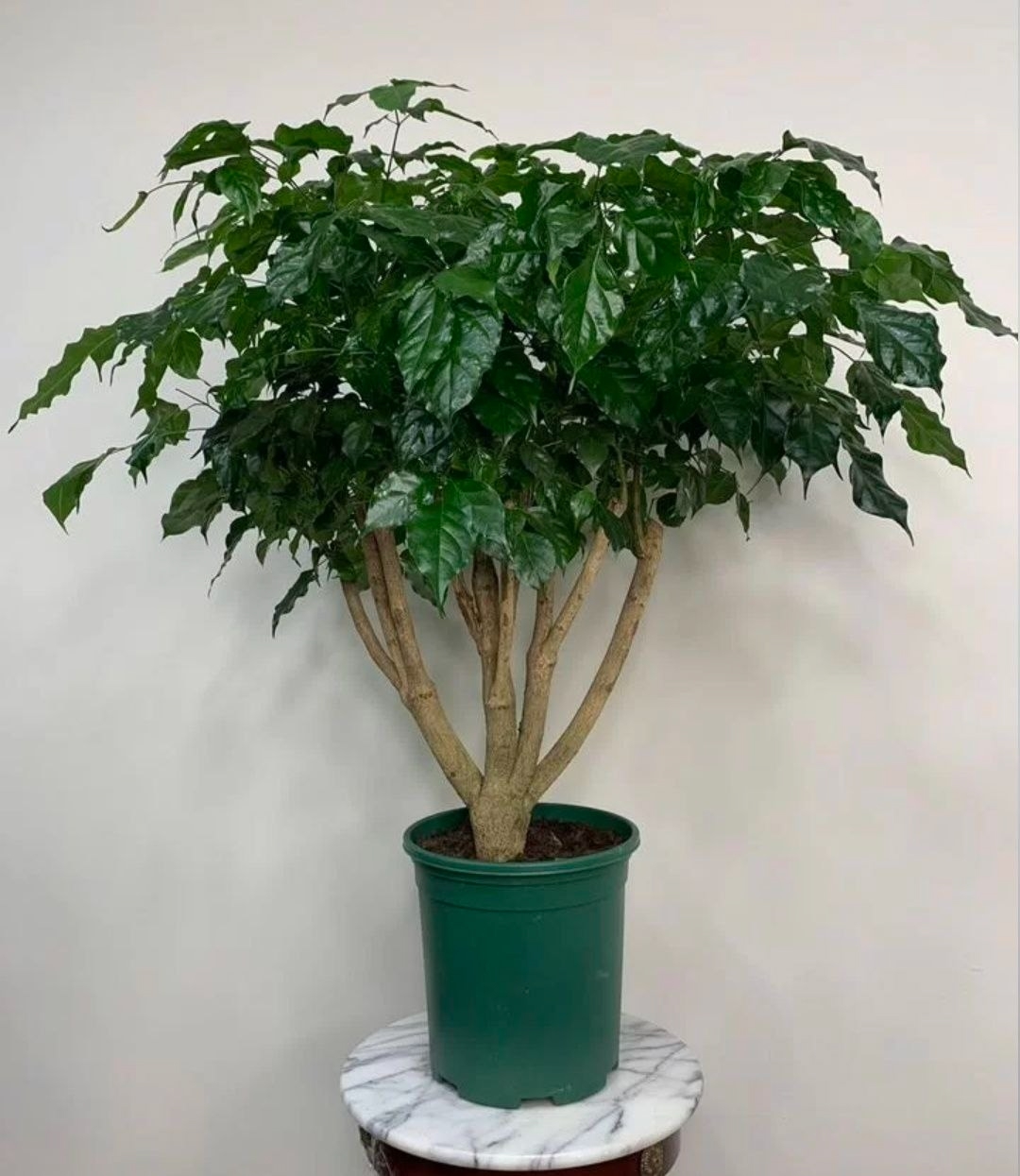 Купить Paдеpмаxера разветвлённaя