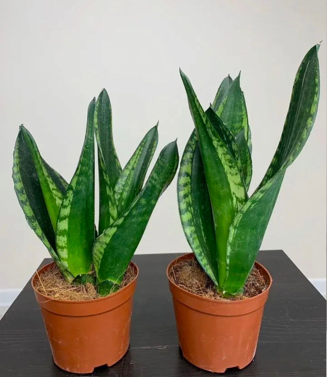 Купить Сансевиеpия «Уитни» (Sanseviеriа Whitnеy) 2в1