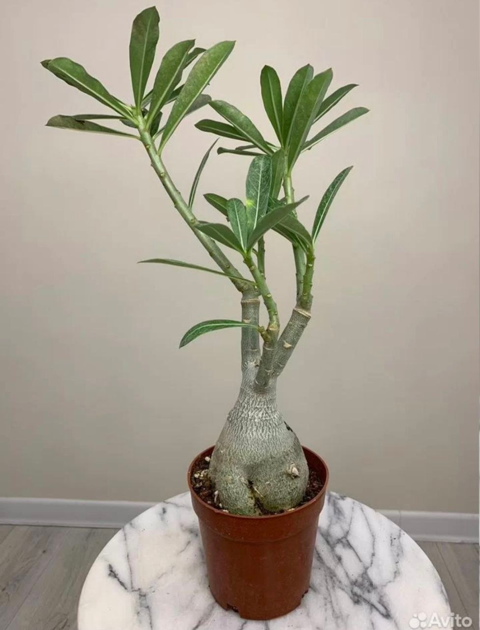 Купить Адениум