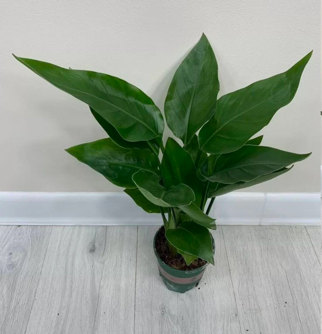 Купить Стрилиция Николая (3 растения в 1)