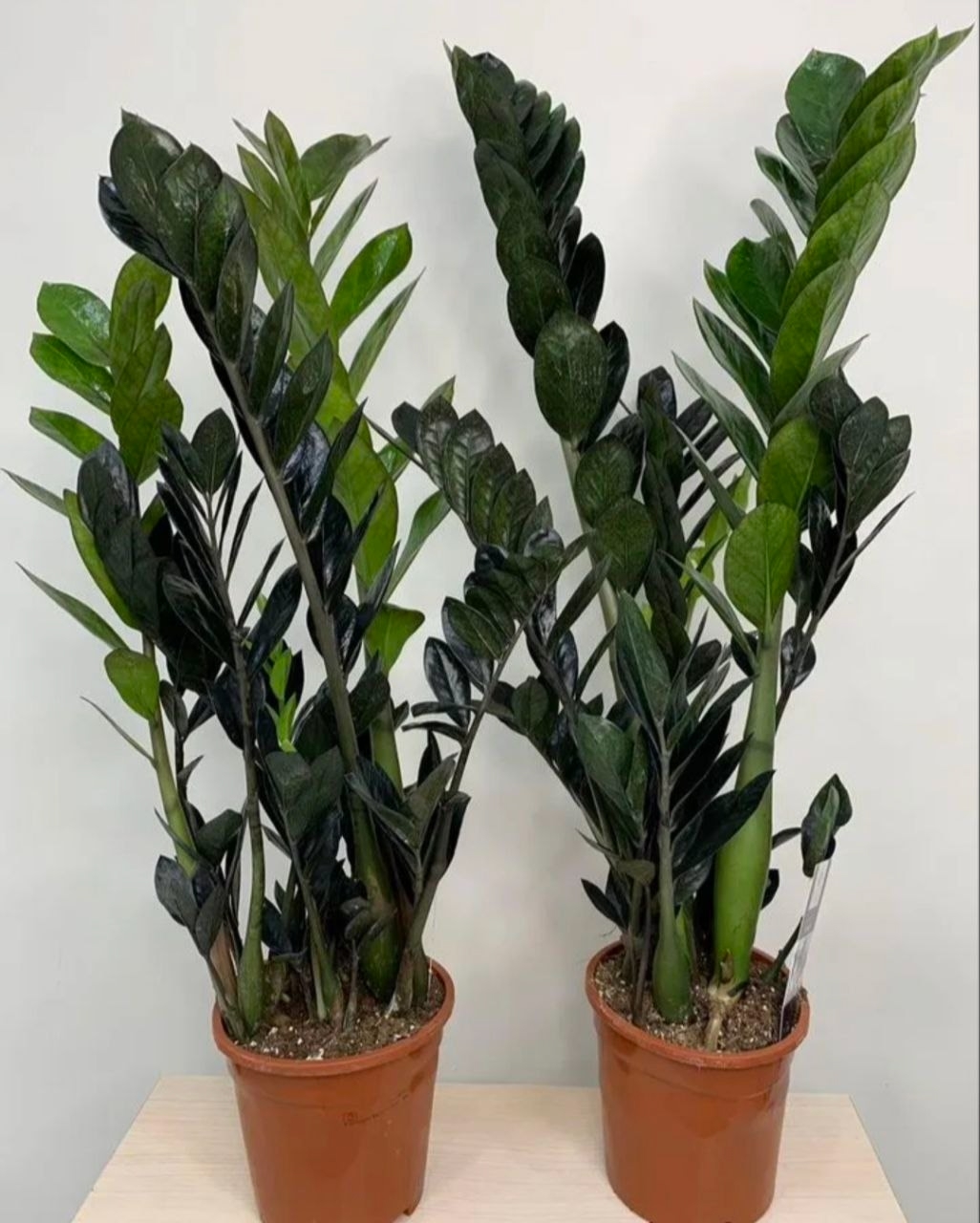 Купить Замиокулькас Черный Равен