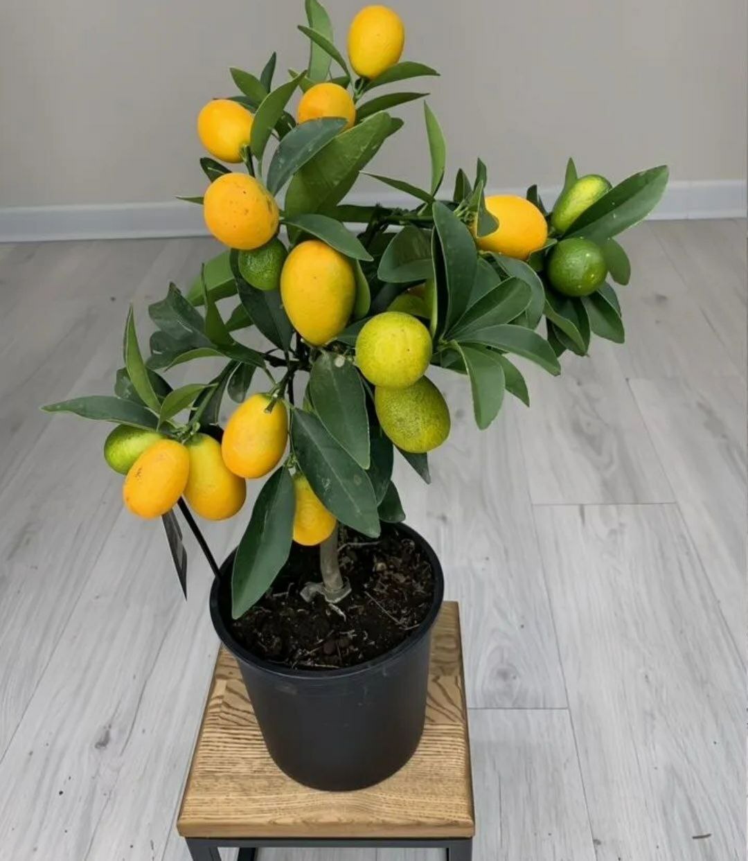 Купить растение Мандарин