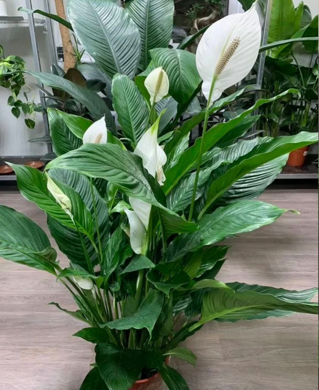 Купить Спатифиллум Королевский