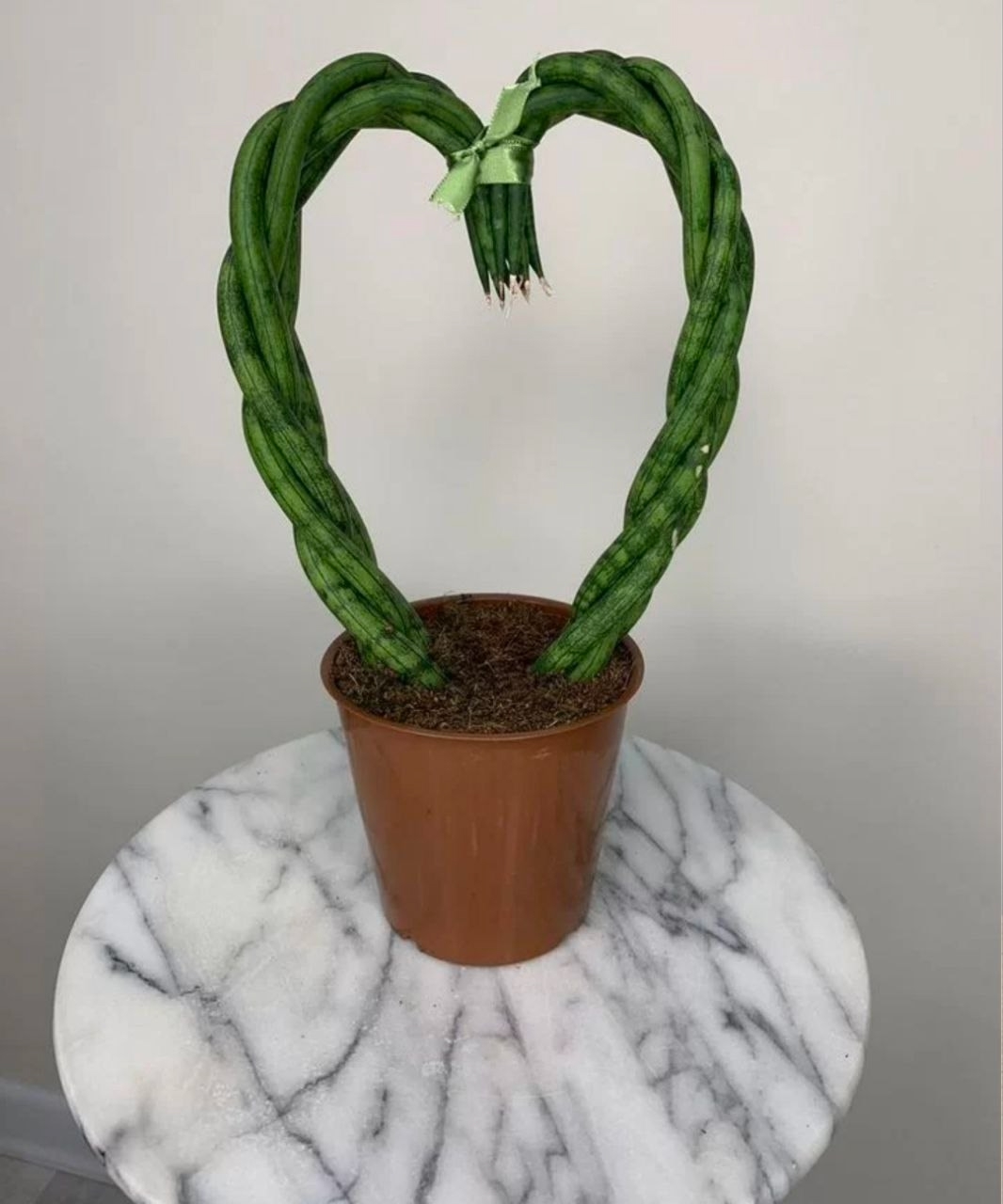 Купить Сансевьерия Цилиндрическая "Сердце"