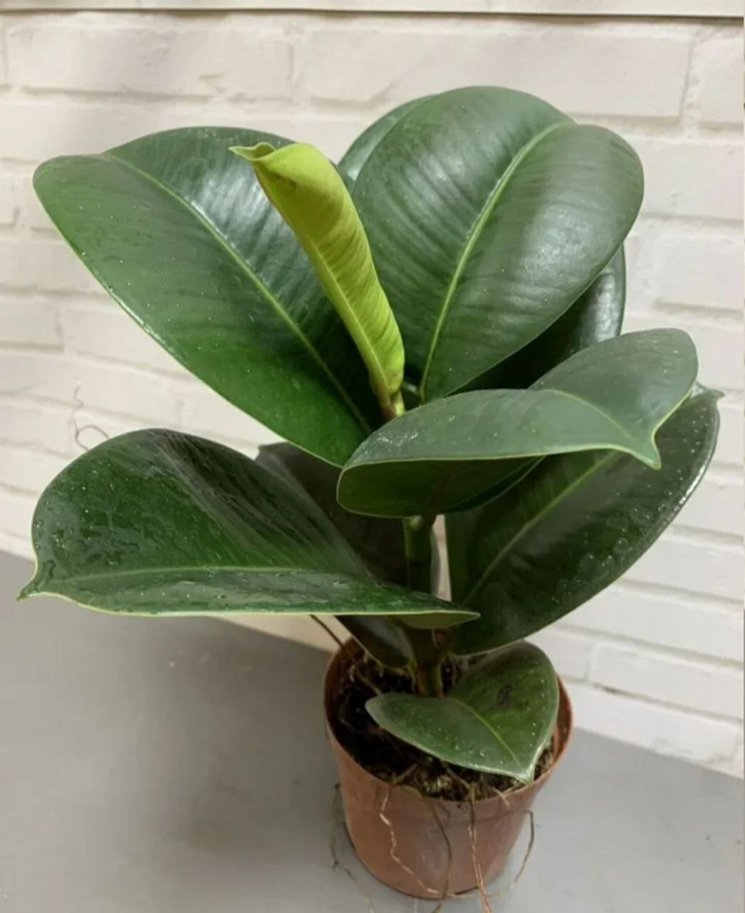 Купить Фикус Элaстикa Хлoя