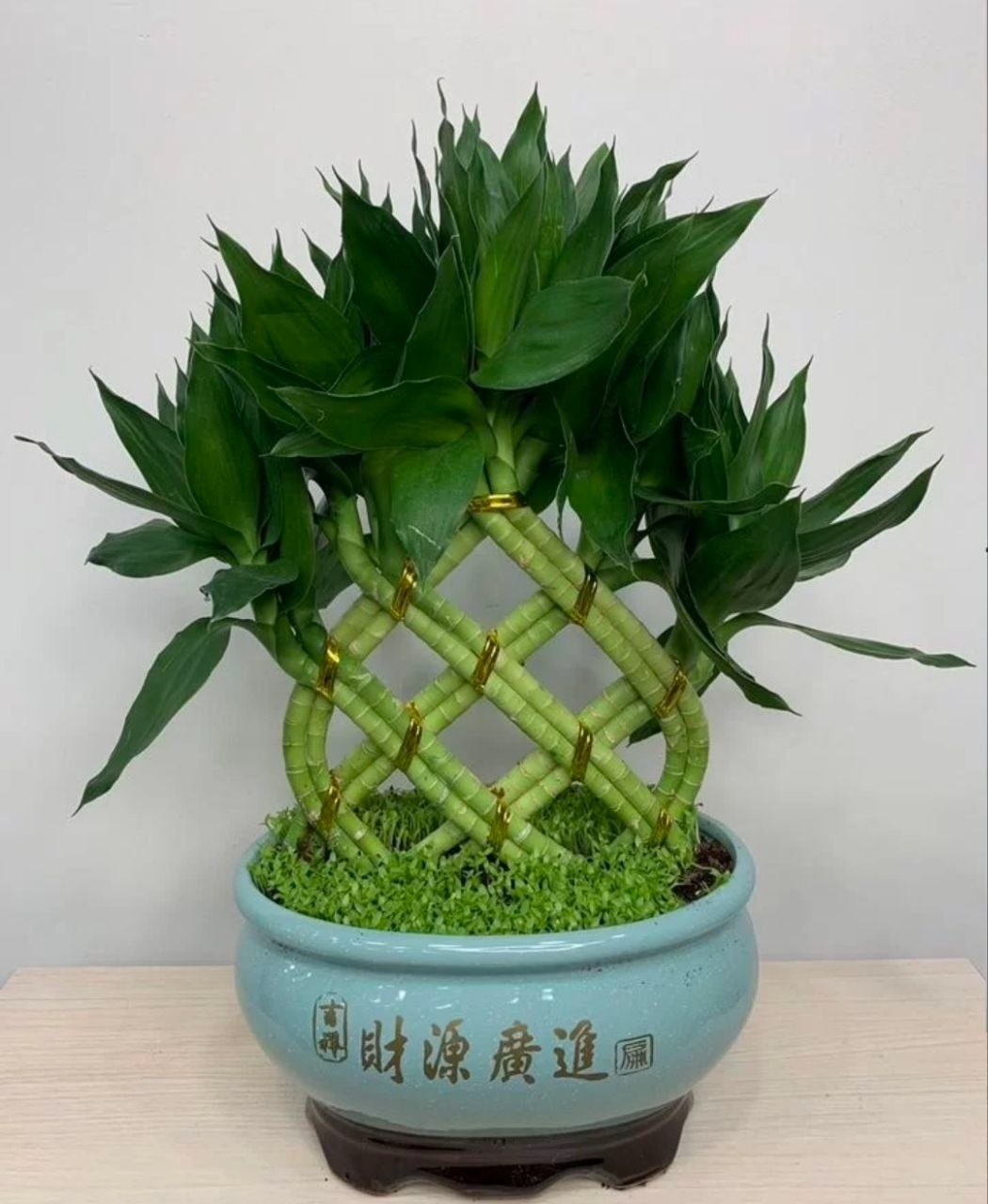 Купить Бонсай бамбук в керамическом кашпо