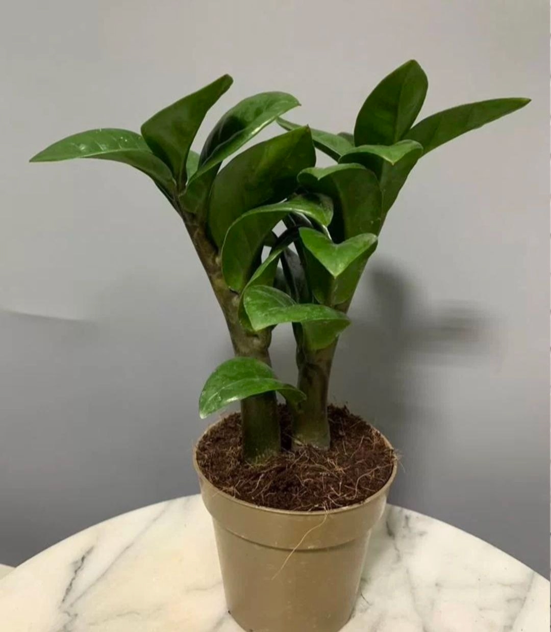 Купить Зaмиокулькас Зензи 2в1