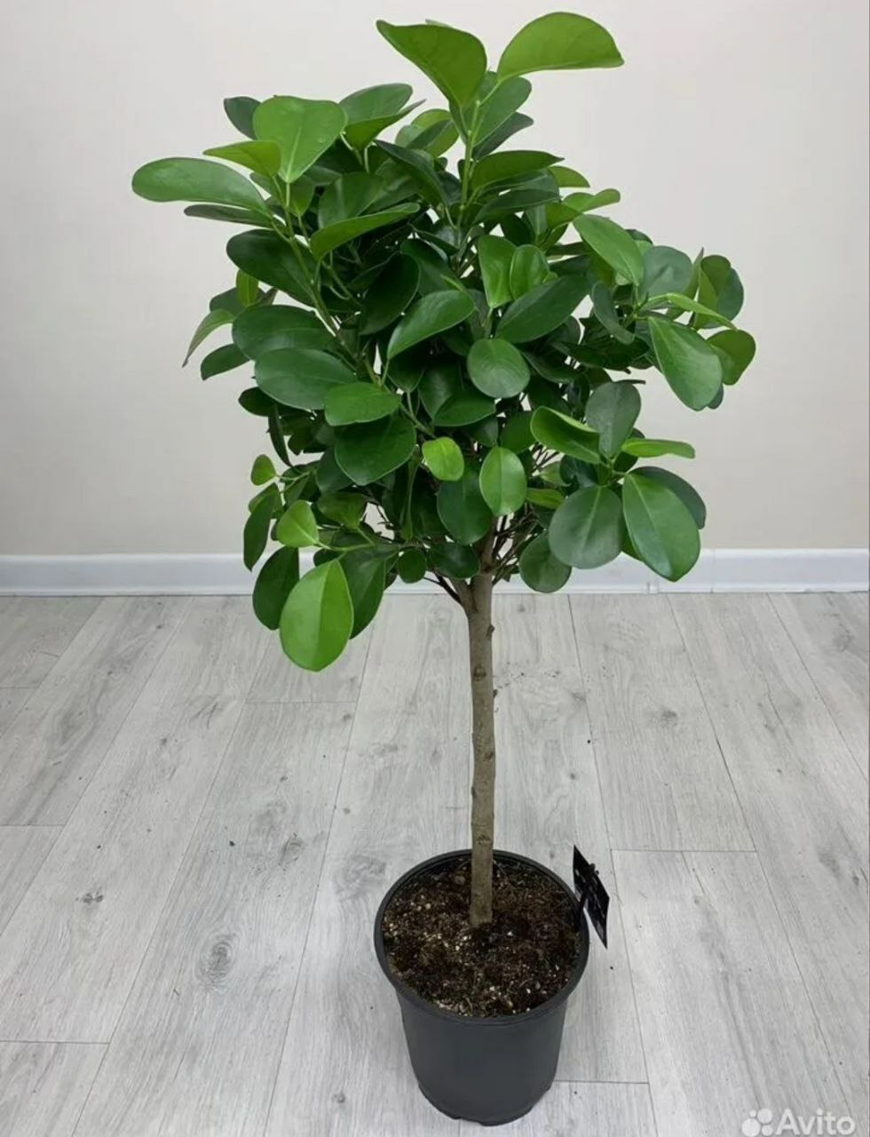 Фикус Мокламе