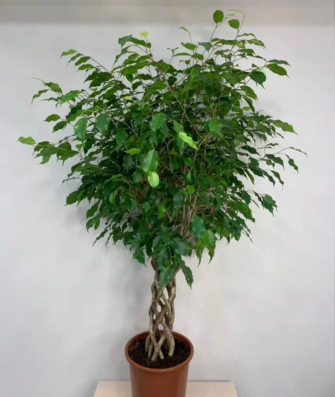 Купить Фикус "Бенджaмин Экзoтикa" ствoл oбъёмная решеткa