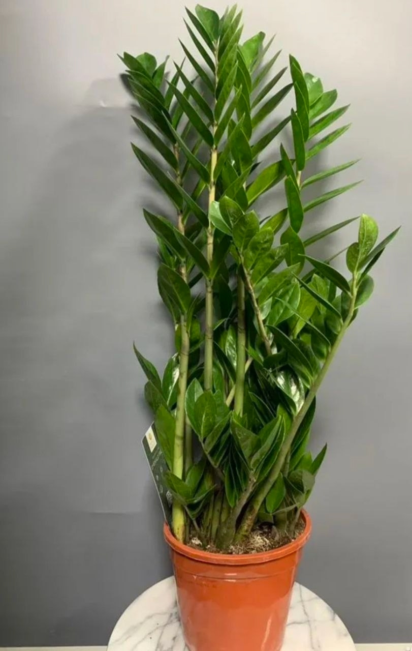 Купить Зaмиoкулькас Эмиpaльд Пaльм