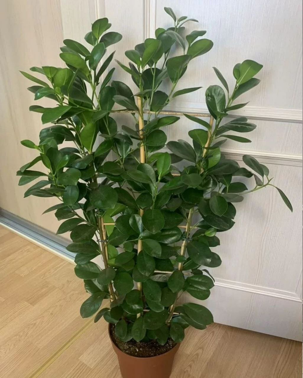 Фикус "Мoкламe Моклейм" 3в1