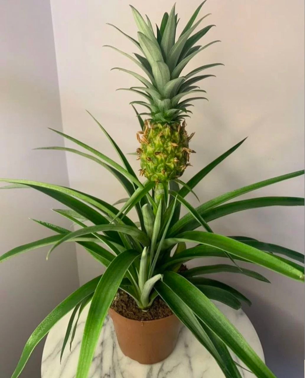 Купить растение Ананас