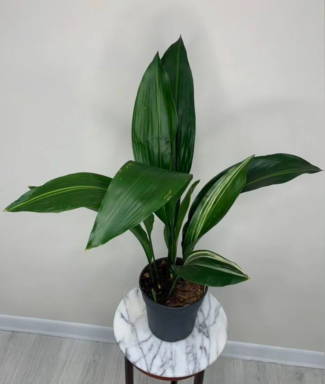 Купить Аспидистра вариегатная