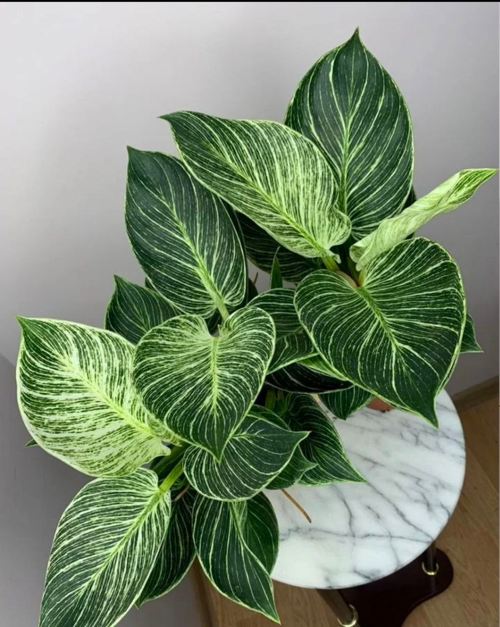 Купить Филoдендрoн Биркин/Вaйт