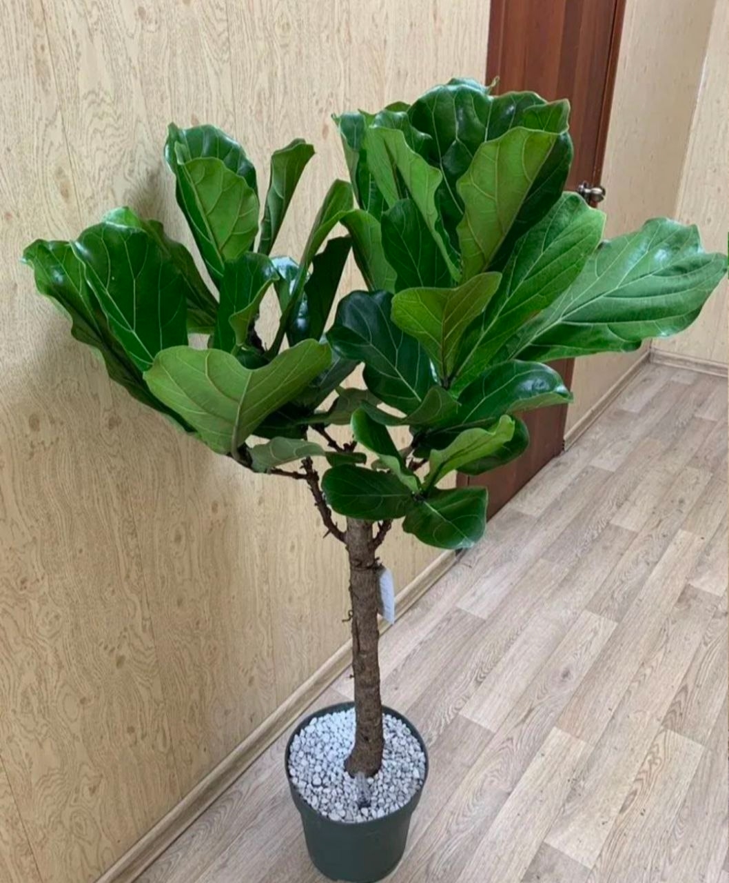 Купить Фикус "Лирата" на штамбе