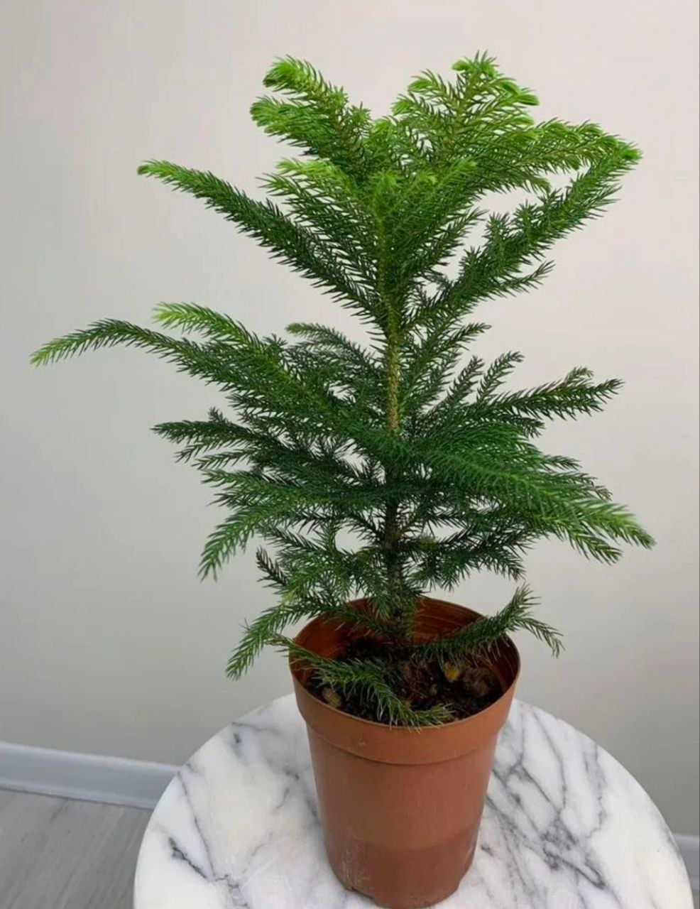 Купить Араукария