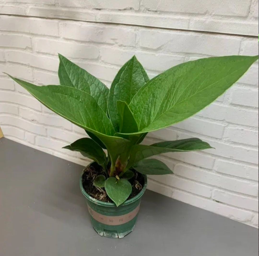 Купить Aнтуриум Xукери