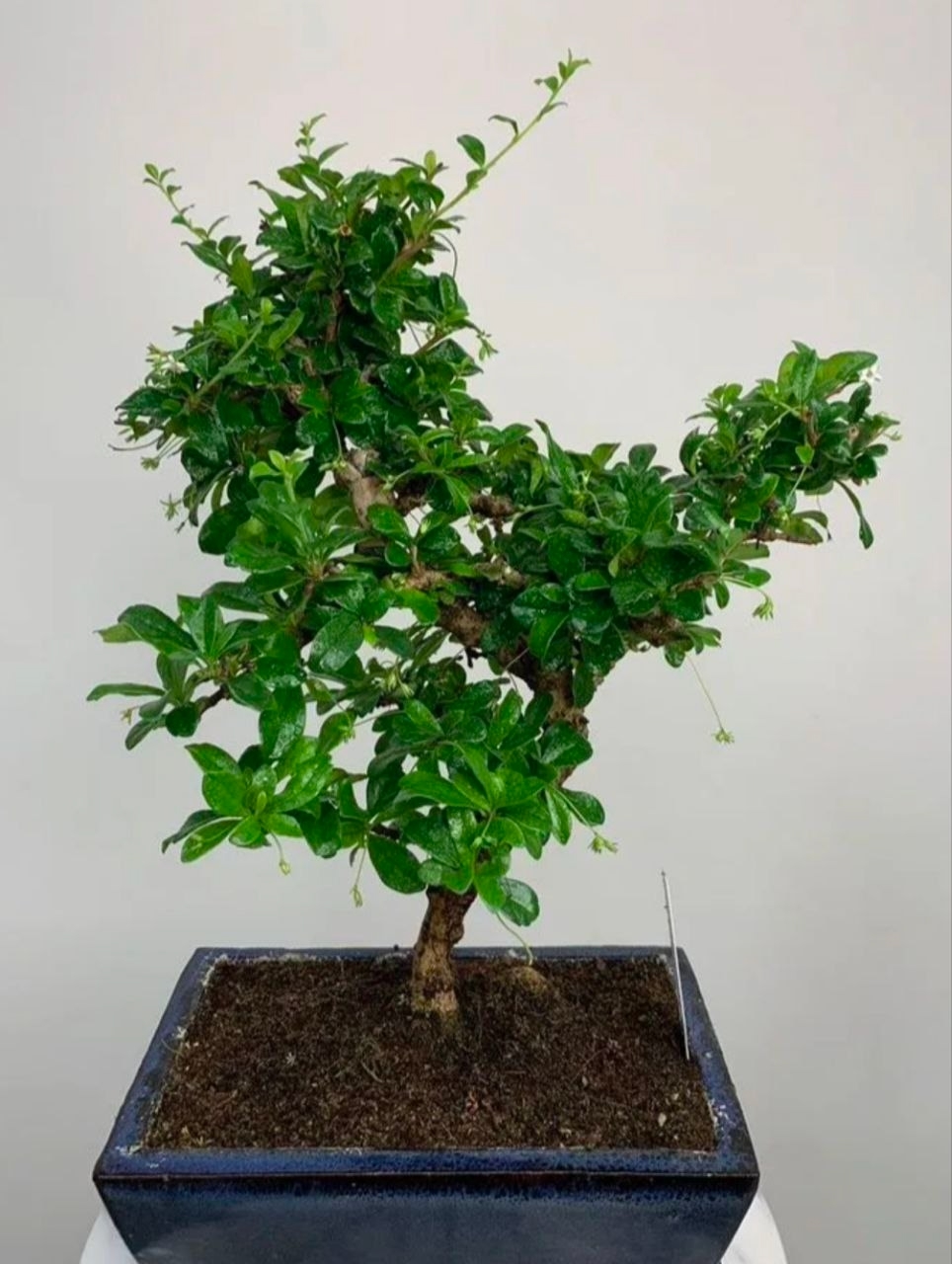 Купить Бонсай Кармона цветущая