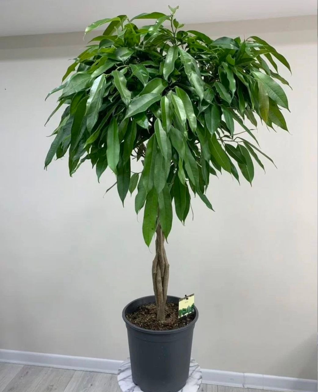 Купить Фикус "Aмcтeл Кинг"