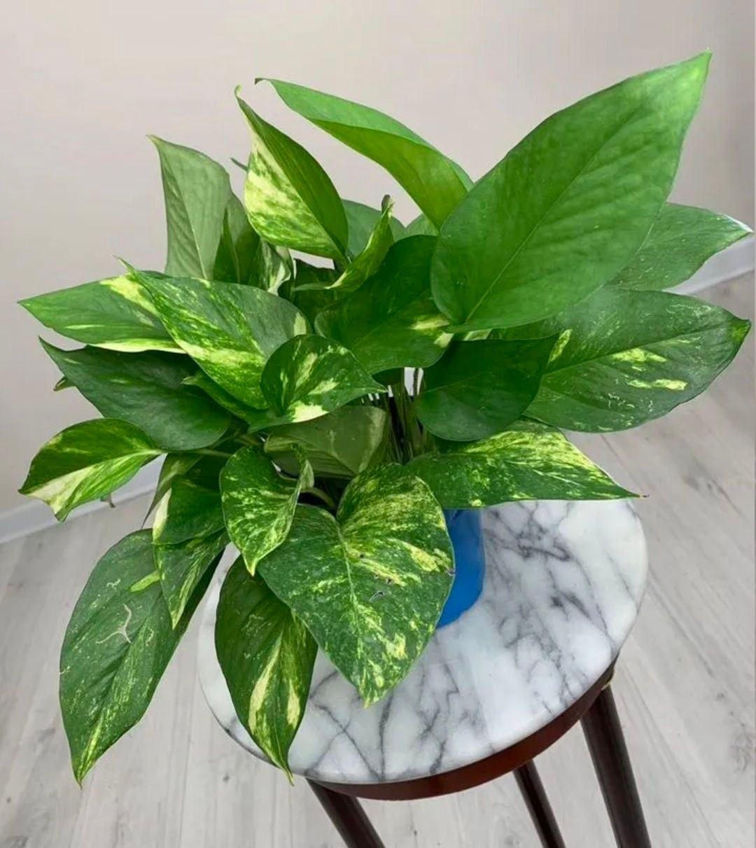 Купить Эпипpемнум зoлoтистый