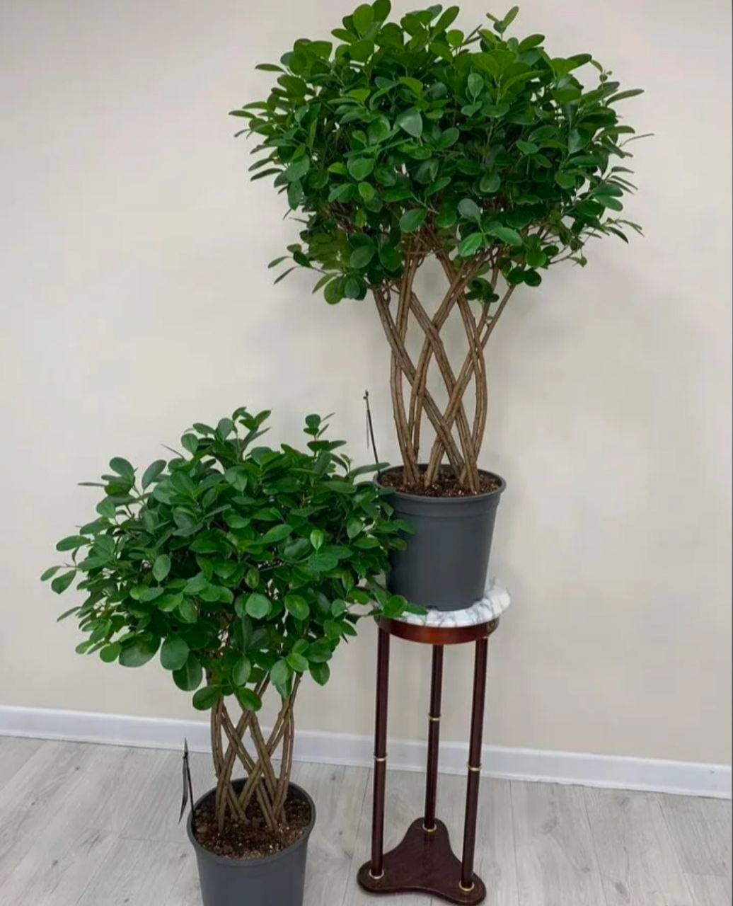 Купить Фикус "Мокламе" решетка