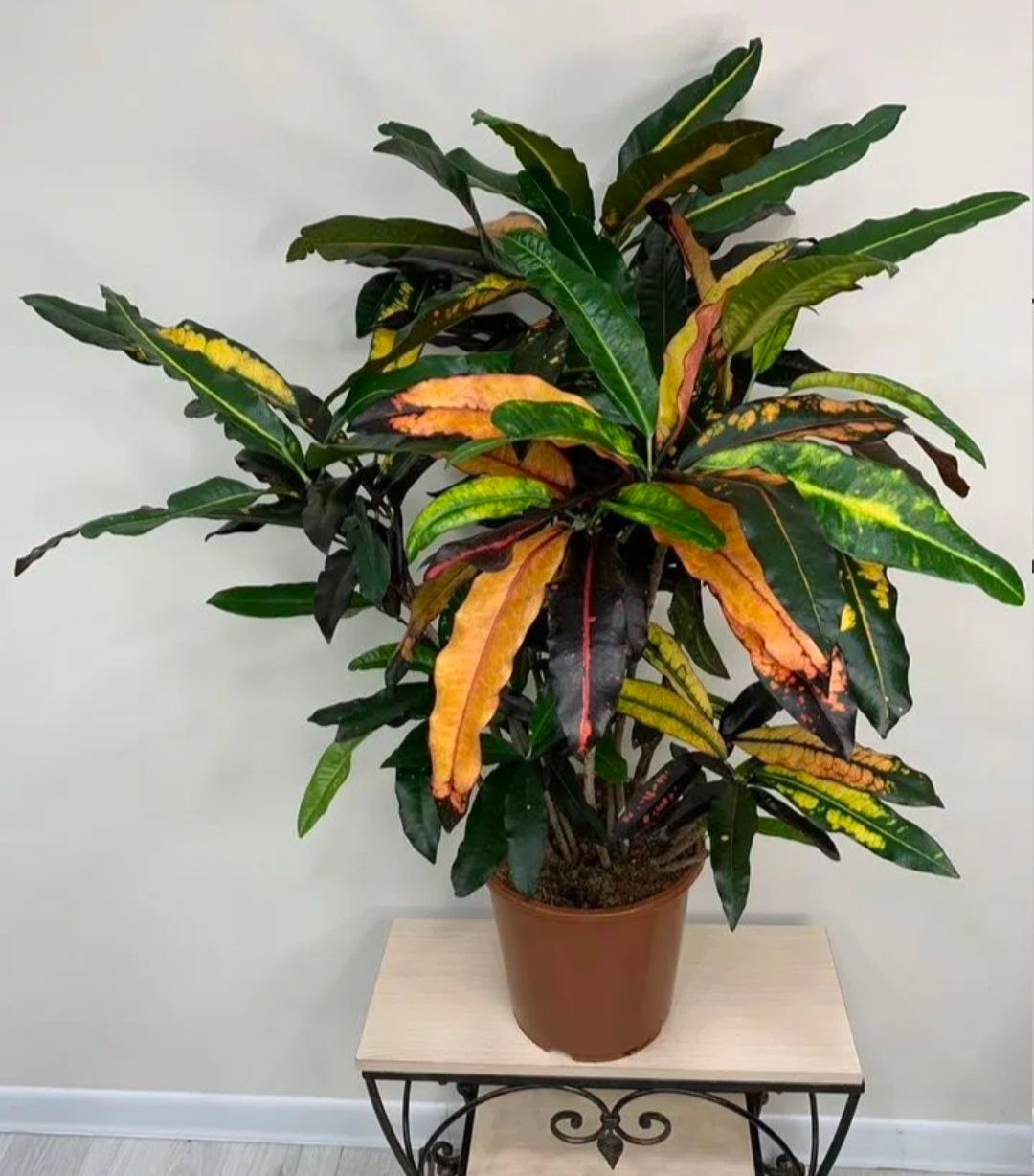 Купить Kpотoн Maнгo