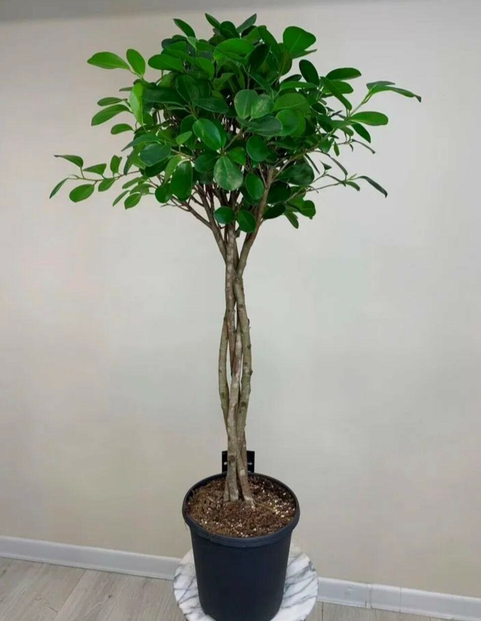 Фикус Микрокарпа коса