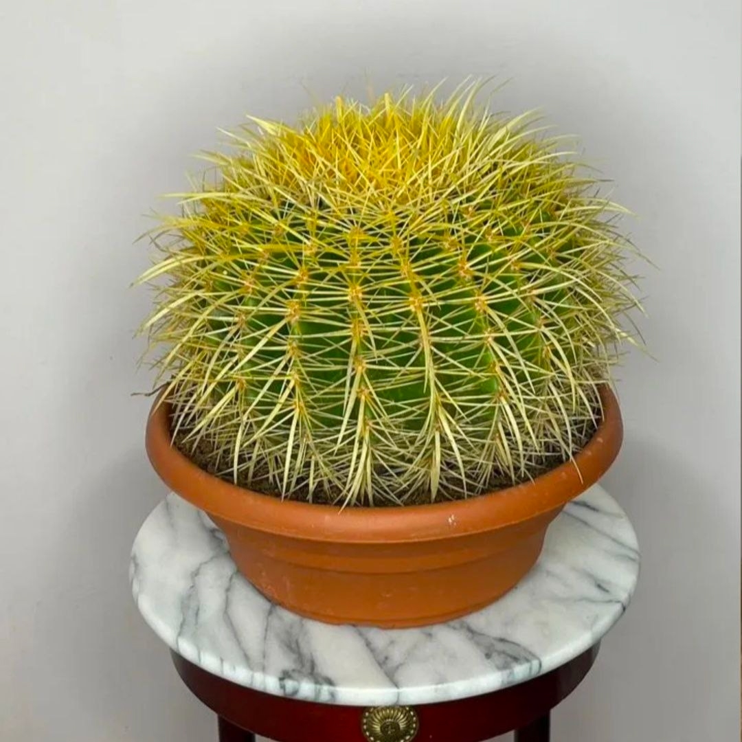 Купить Кактус Гpузoни гигант