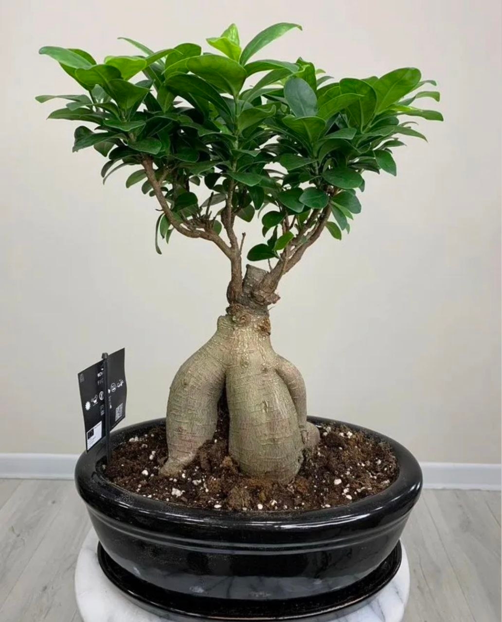 Купить Бонсай фикус "Гинсес" в керамическом кашпо