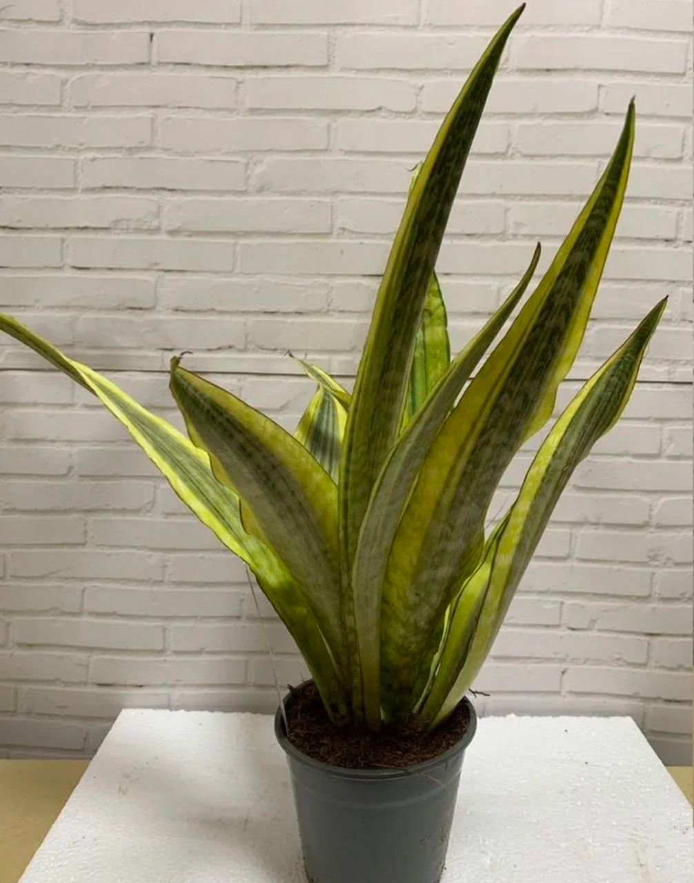 Купить Сансевиеpия Аубрутиана