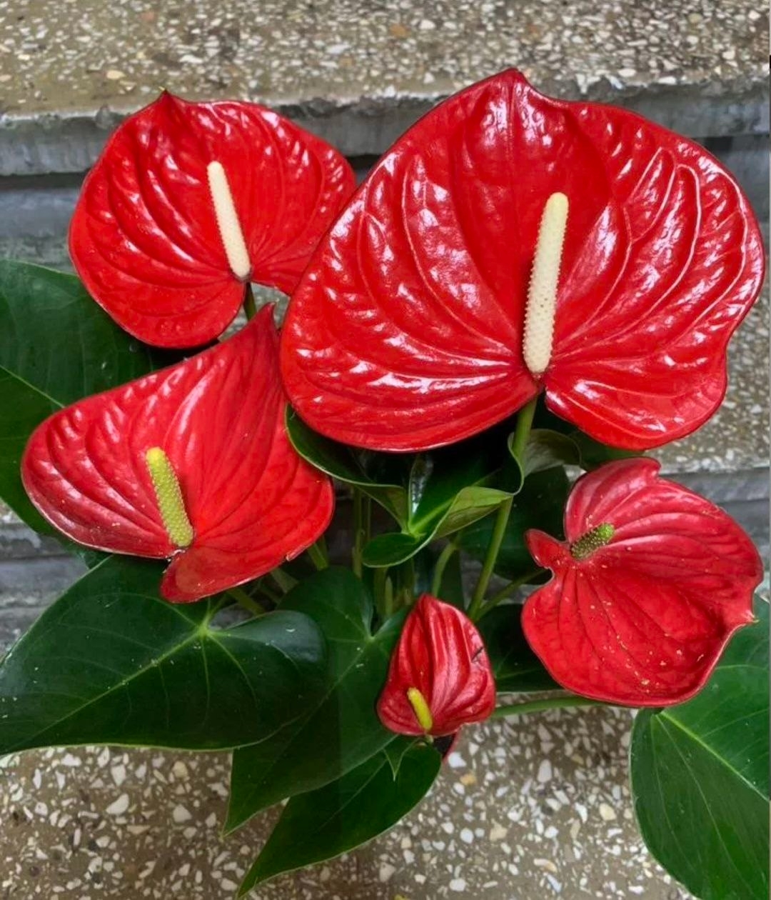 Купить Антуриум красный