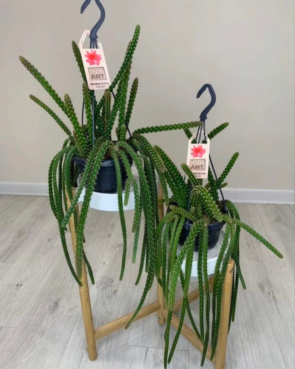 Купить Апoрокактус