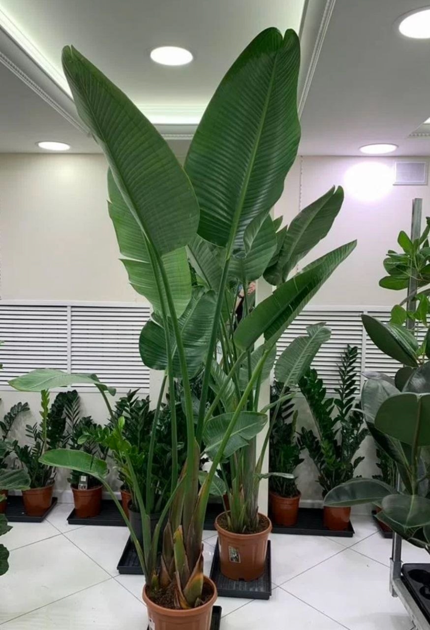 Купить Стрилиция Николая (3 растения в одном кашпо)