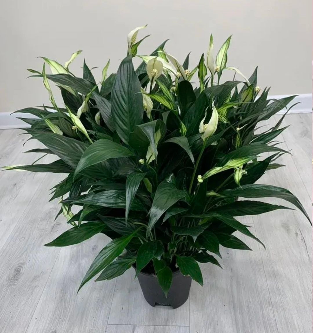 Купить Спатифиллум