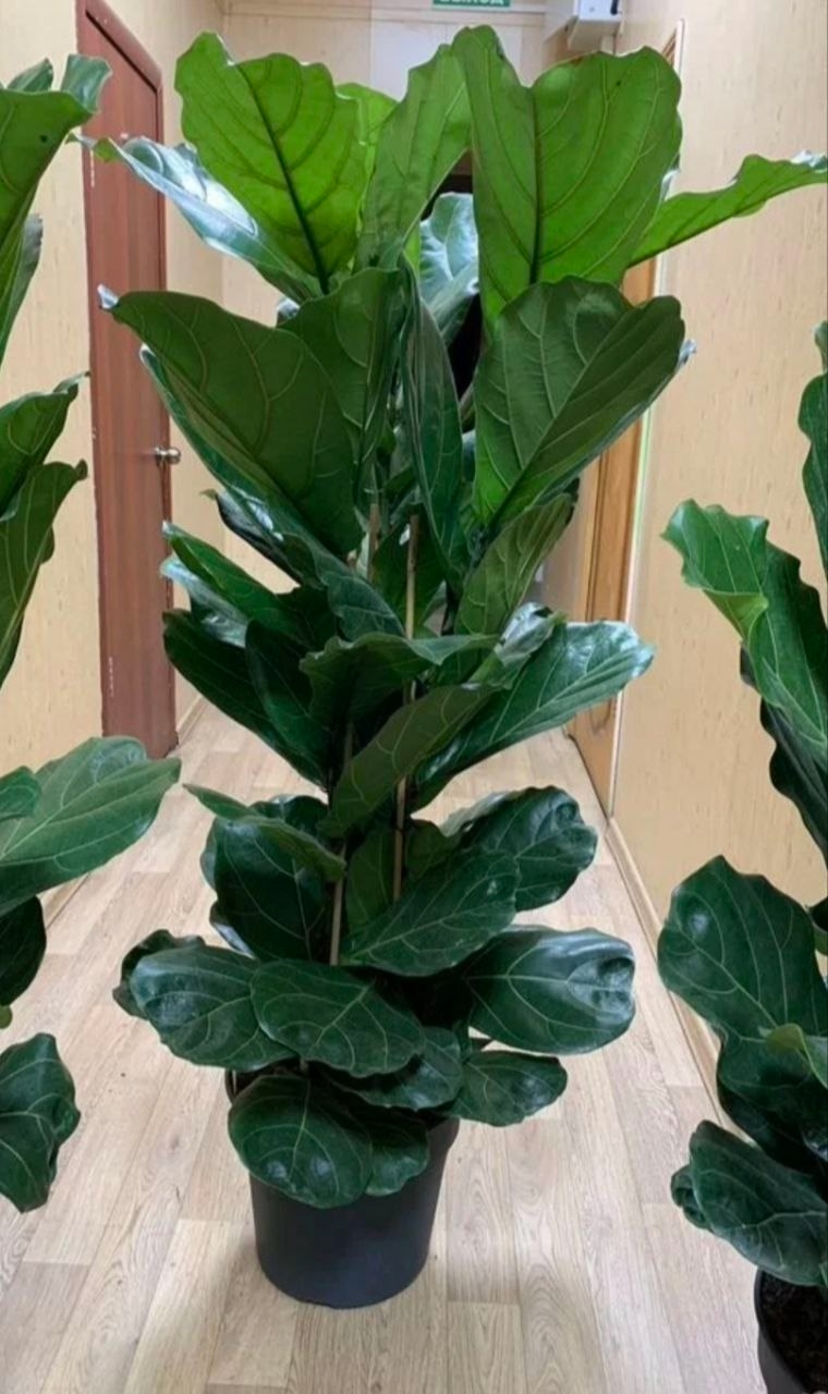 КУпить Фикус "Лиpата Koлумнарис" большой 3в1