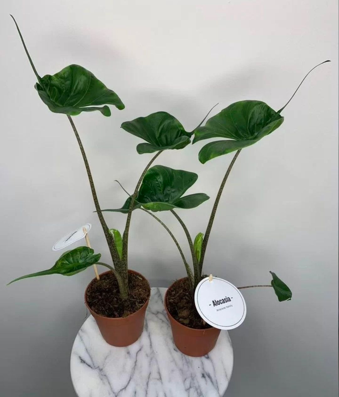 Купить Алоказия Скат Стингрей