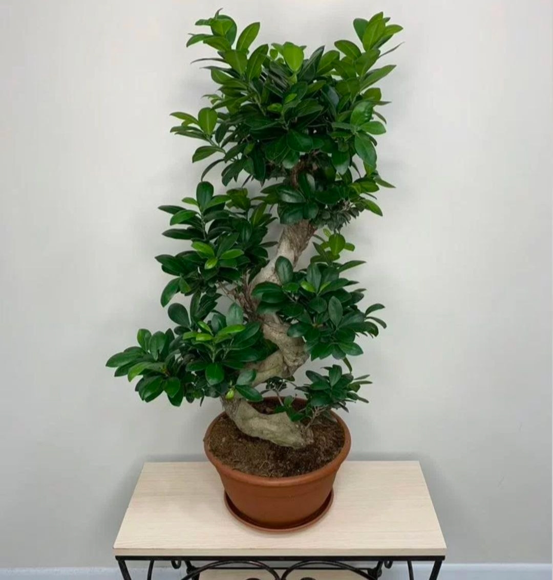 Купить Бонсай фикус 