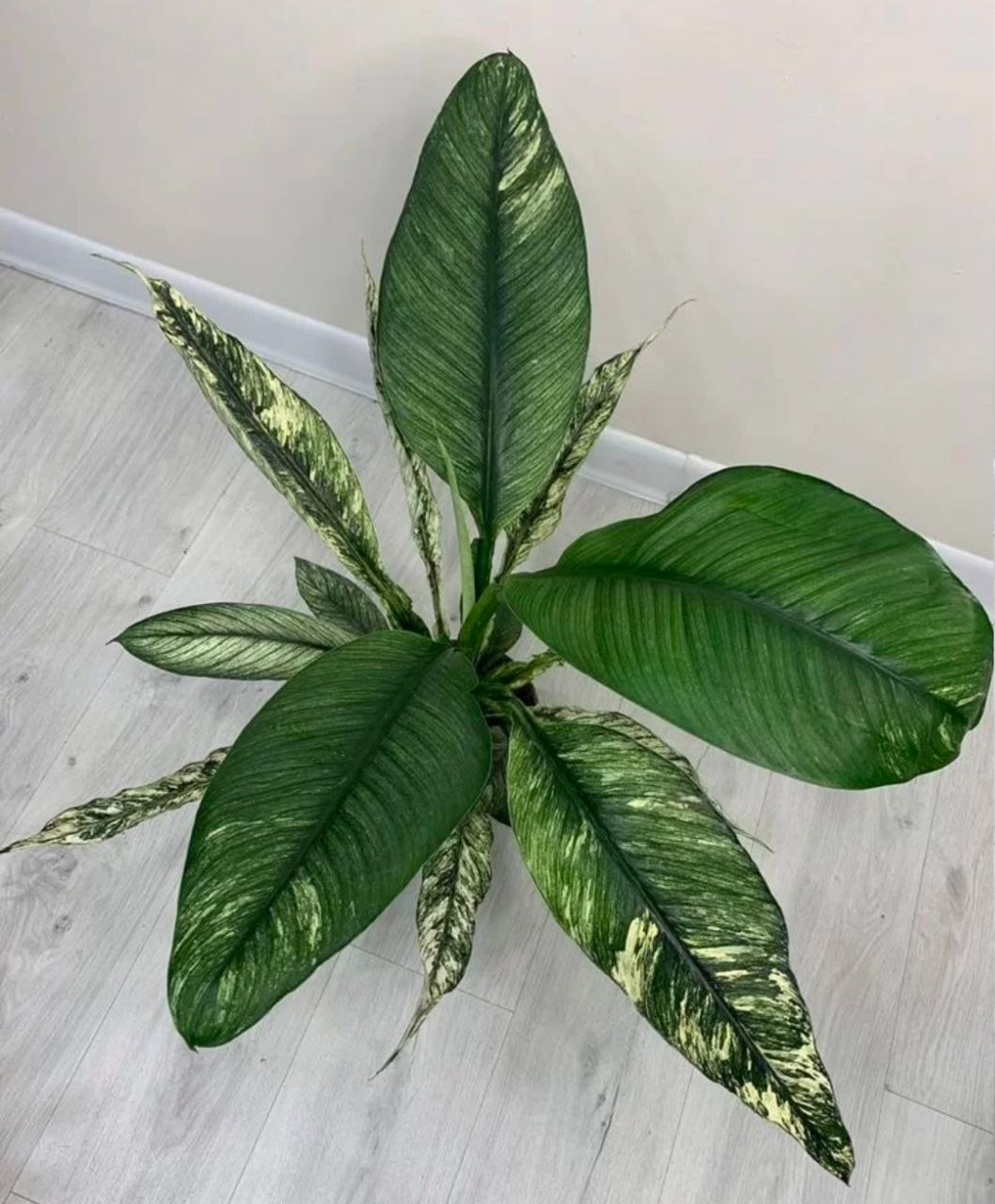 Купить Спатифиллум Сенсация (вариегатный)