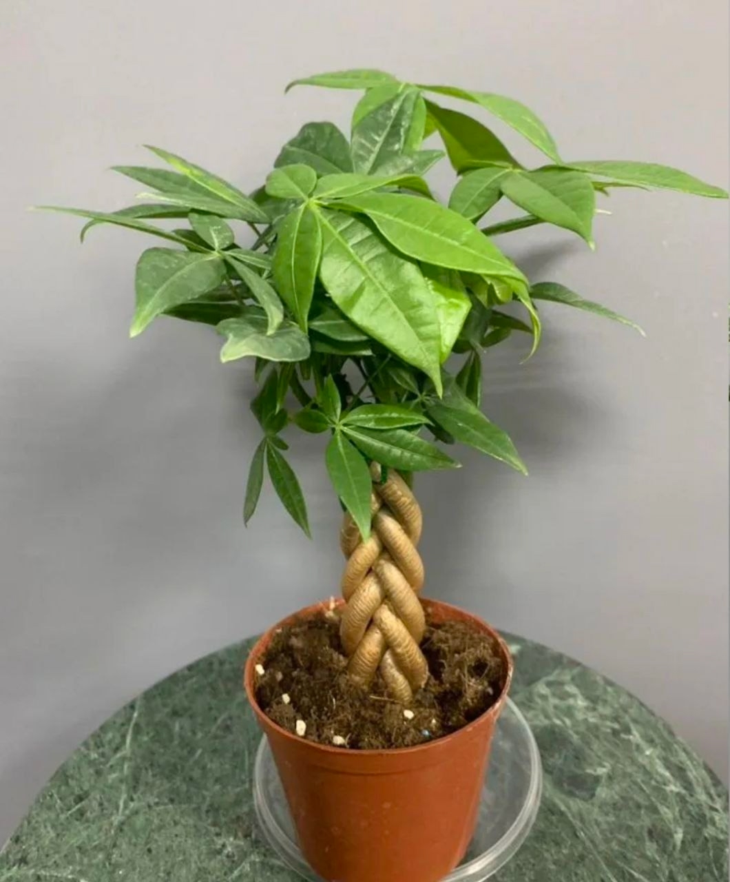 Купить Пальма Пахира