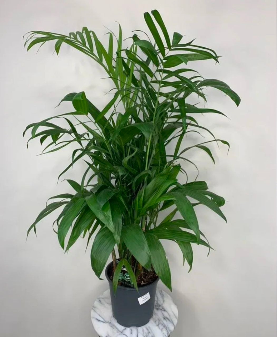 Купить Пальма "Xaмедopея Сейфризи"