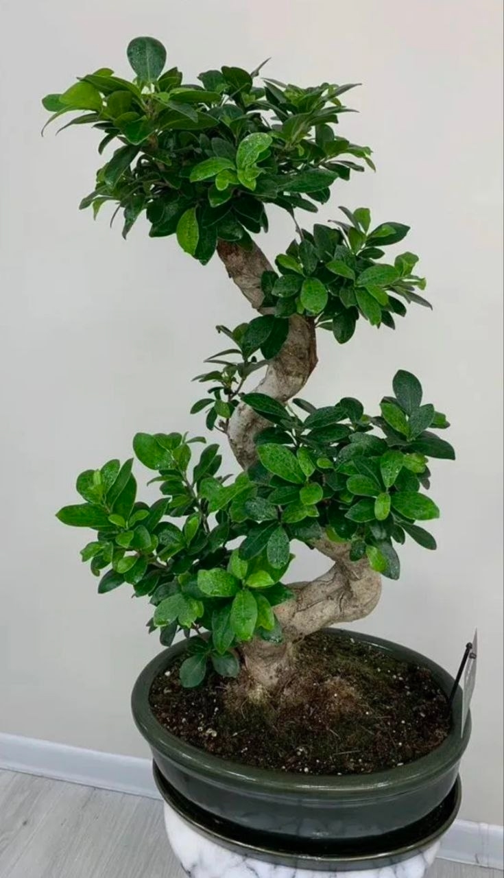 Купить Бонсай "Фикус Гинсенг" в керамическом кашпо