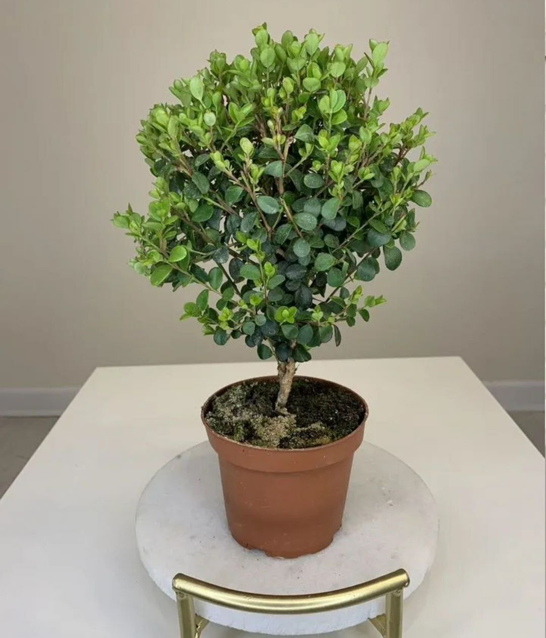 Купить Мирсина Африканская