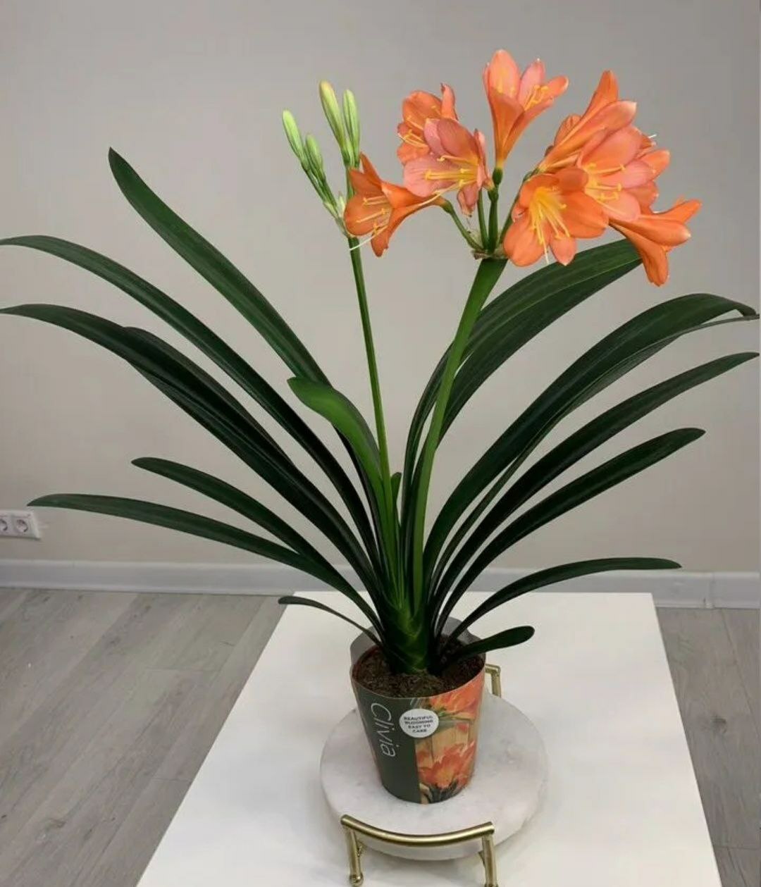 Купить Кливия