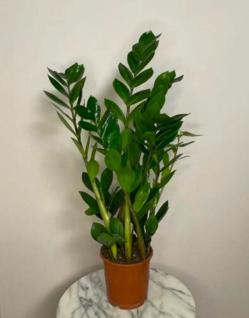 Купить Замиокулькас