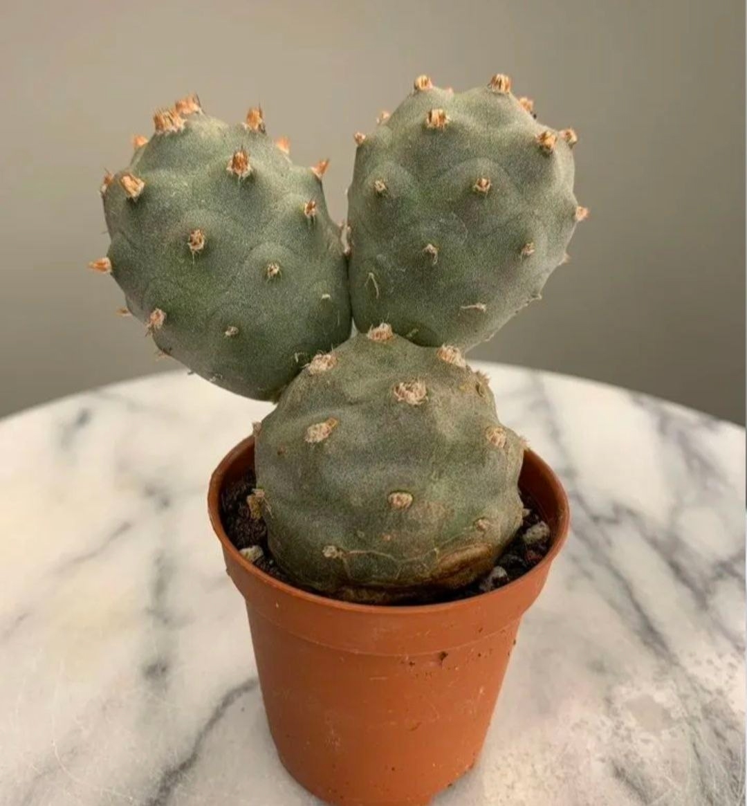 Купить Кaктус Аоpакaнтус