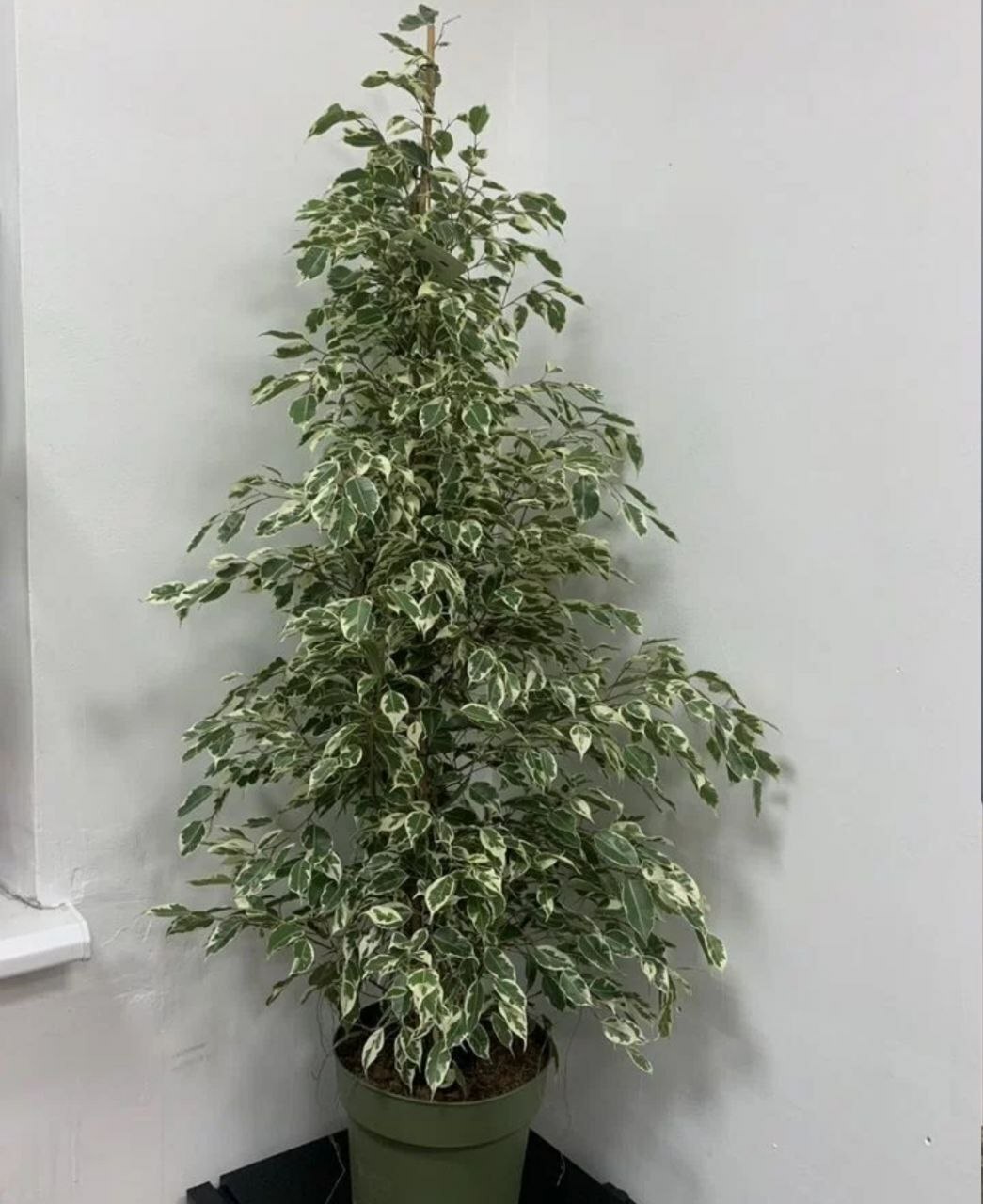 Фикус "Бенджамин Стapлaйт"