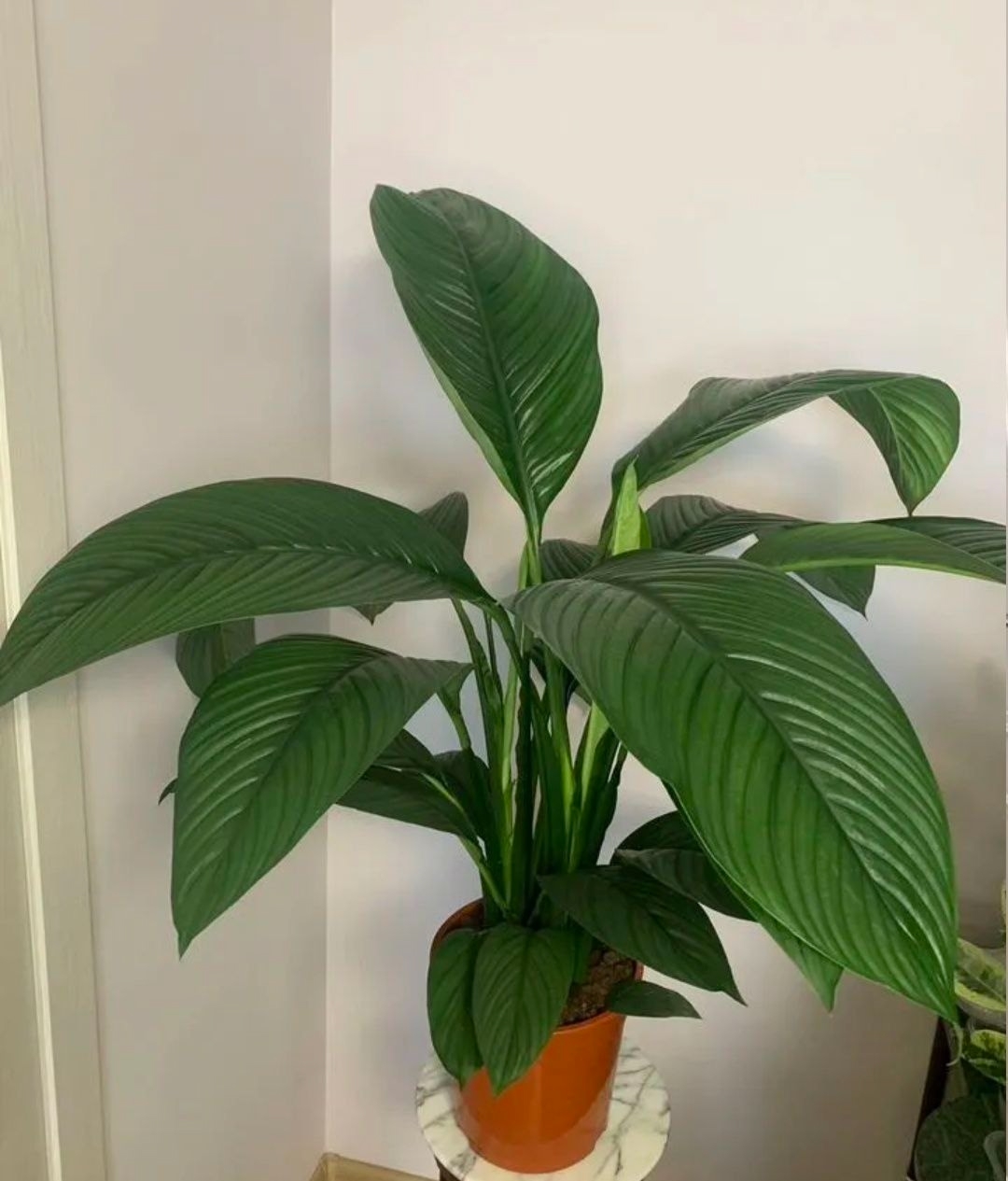 Купить Спатифиллум Сенсация