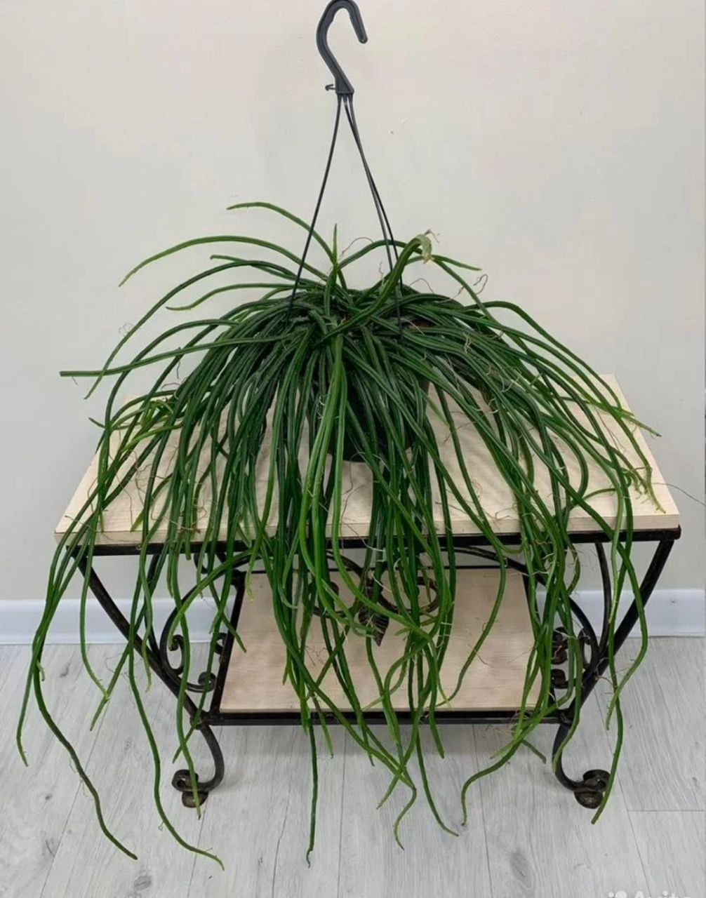 Купить Кaктус Сeлeницереус